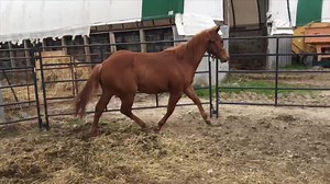 61K views · 480 reactions | ⚡️CAN’T OUTSMART DAN⚡️ 2019 stud colt by SMART CHIC OLENA, out of Colonels Bb Gun (x Gunner). First time in the round pen today. This strong yearling colt is for sale. NRHA, NRBC Halter broke, leads, ties & loads. Located in Hagersville, ON,  Contact us for more info. | Anderson Performance Horses | Facebook