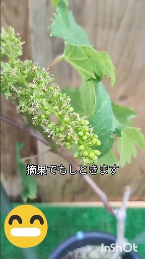鉢植え巨峰」とは、鉢の中で巨峰ぶどうを栽培することです。特徴である大粒で濃厚な甘さの「巨峰」を、庭植えだけでなく、限られたスペースでも育てられる方法です。日当たりと風通しの良い場所で管理
