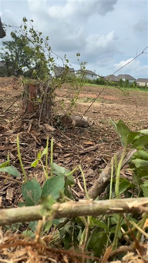 Grinding a 18” cedar stump roots and all in 2 minutes and 12 second #midstatelandclearing #stumpgrinding #landclearing #ryansequipment | Mid State Land Clearing & Forestry Mulching
