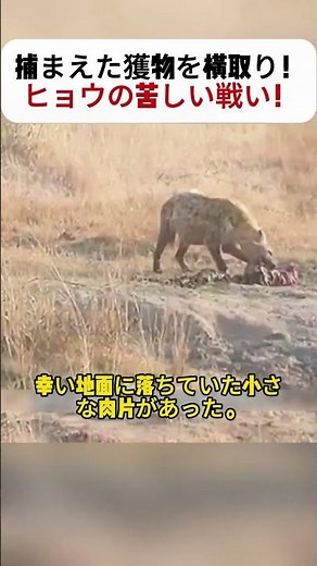捕まえた獲物を横取り！ ヒョウの苦しい戦い！ #ヒョウ #ハイエナ #野生動物 #狩りの現実 #自然の厳しさ