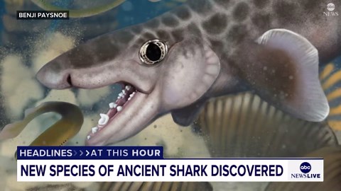 New species of ancient shark discovered at Mammoth Cave National Park