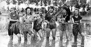 Bitterer Reis · Film 1984 · Trailer · Kritik