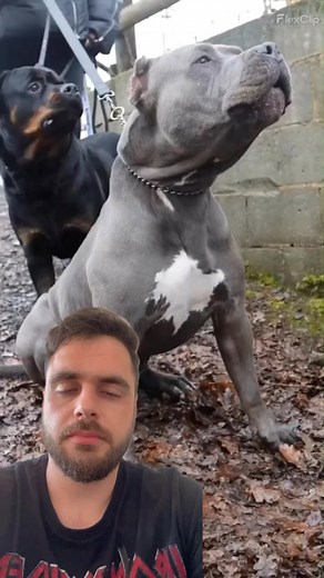 Pitbull vs Lion: Hilarious Video of Animal Face-off!