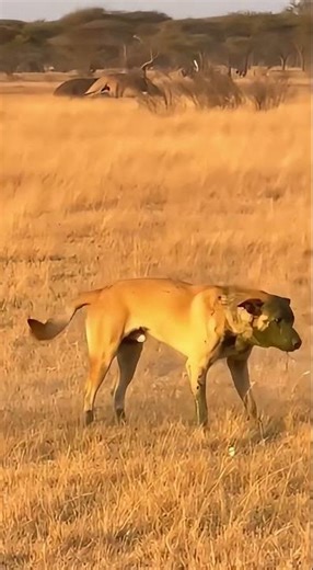 Hippo’s Wild Defense Stops a Dog Instantly! 🦛💥🐕😳