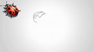 How to draw a Ladybug insect step by step