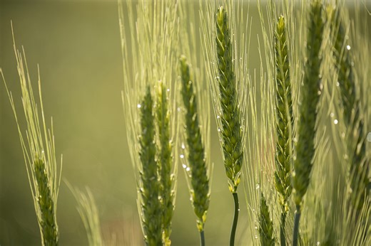 Study reveals rainfall tipping point that threatens crops