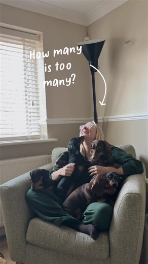 Room for More Dachshunds in the Dog Bedroom