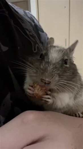 #デグーのいる生活 #もぐもぐタイム #もぐもぐペット