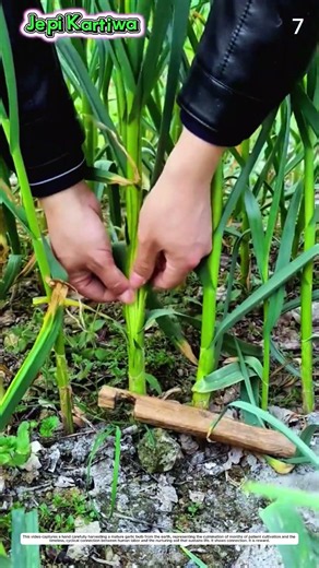 Garlic Harvesting: How Wood Tool Transforms Crop Into Agricultural Yield