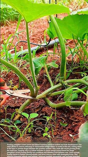 How to Prune Pumpkin Vines for Bigger Fruit #smartfarming #gardeningtips #farmingtips