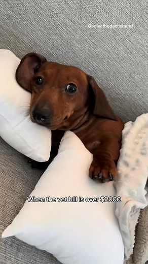 Sowwy, I’m a baby | Godiva The Dachshund