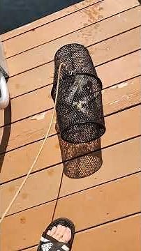 Catching rusty crayfish to fish with