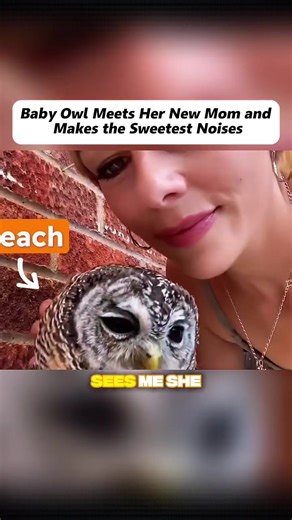 Baby Owl Meets Her New Mom: Sweet Moments Captured