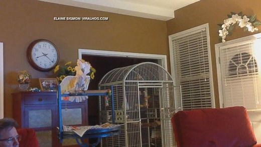 Peaches the Cockatoo Repeats Previous Owner's Arguments