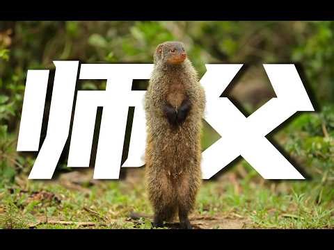 Meet the Meerkat Family: A Heartwarming Tale of Survival & Mentorship!