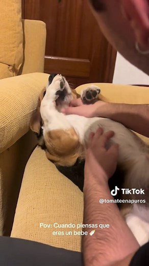 Consejos para Criar un Beagle Puppy Mimado