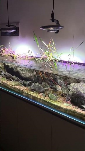 Big Tank 🐠💧 — The Giant Beauty of My Aquarium World 🌊✨