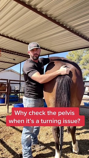 Diagnosing Horse Turning Issues: Pelvis Check Explained