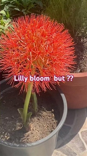 Beautiful football Lilly bloom / football Lilly flower #shorts #gardening #lilly