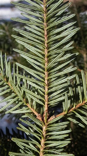 12 reactions | Red spruce and balsam fir are two of Vermont's most...