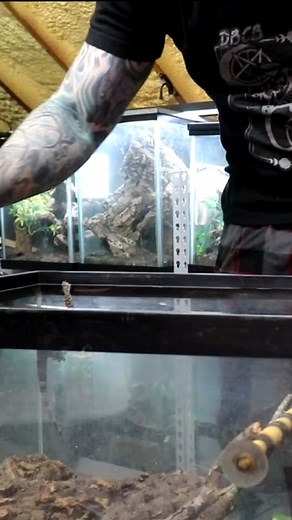 Dakotah Blue Exotics on TikTok