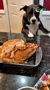 420K views · 6.8K reactions | Every cardboard box is a five-star hotel. | Creative Company | Facebook