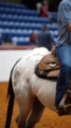 We are seeing 🤩SPOTS 🤩 at the 2025 Appaloosa World Show, and couldn’t be more excited! 👏🏼😎 | Appaloosa Horse Club