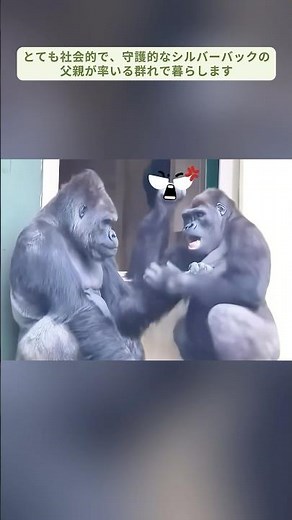 ゴリラの強さはどれくらい？答えに衝撃を受けるはず！