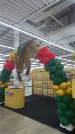 Leopard founded at Supermarket jump over the balloon #animals #fypシ #performence ##funny #market