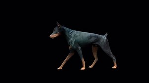 Doberman Walk Animationfull Hd 192010807 Second Stock Footage Video (100% Royalty-free) 1094266571 | Shutterstock