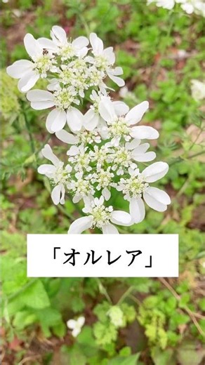 7月 花 梅雨 #shorts #garden #flowers #flower #花 