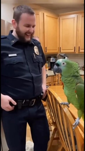 POV: Your parrot just body-shamed a cop 💀🦜 #SavageParrot #parrot #comedysketch | Mango Parrot
