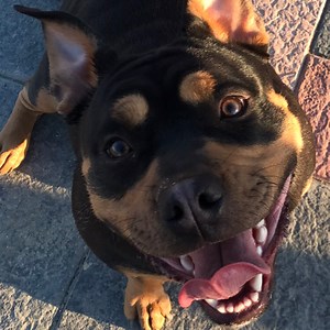 PimiCorleone - Twitch