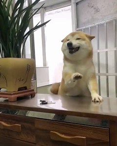 92K views · 7.7K reactions | what a happ doggo | Silly Shibas | Facebook