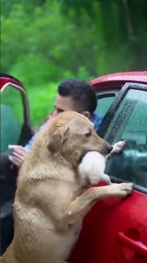 Hero Dog Rescues Puppy from Hyena Attack in the Rain"