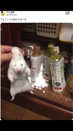 【バズったー】裁かれるべき #shorts