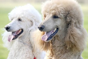 Poodle Skin Problems - Cuteness