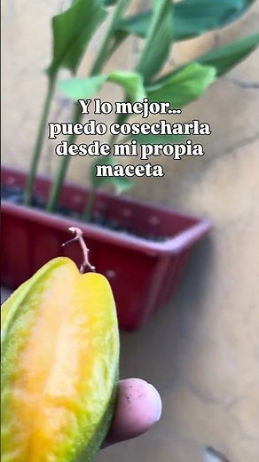 Cosechando carambolas en casa | Un fruto lleno de luz y energía natural