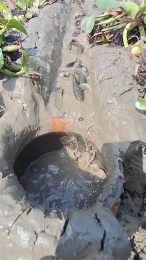 Amazing Mudd Trap Fishing Techniques