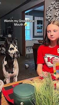 Funny Great Dane 🐶🤣 ... #haha #funnyvideos