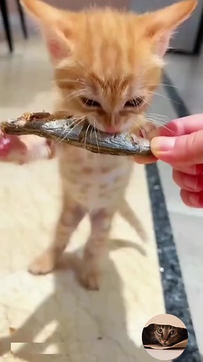 Why Cats Love Eating Fish: The Nutritional Benefits Explained