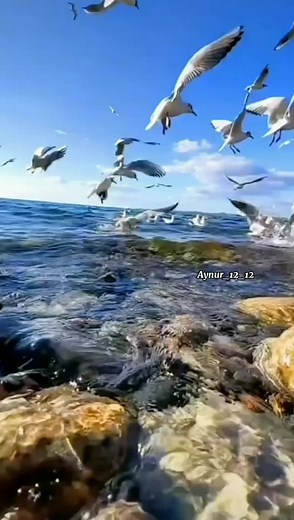 Seagulls Flying Over Calm Waters: A Natural Scene