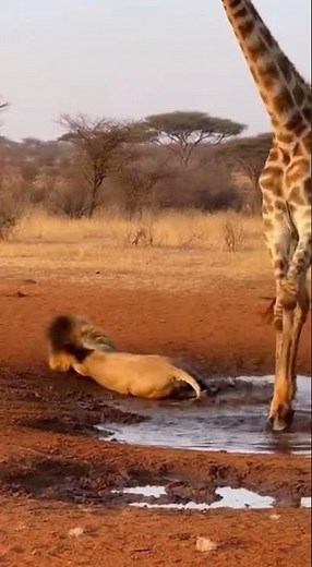 Lion vs Giraffe 동물 세계 #giraffe #funnyshorts #funnyvideo #shortvideo #shorts #lionfunny