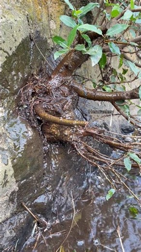 Yamadori from the riverside #bonsai #garden #nature #plants #craft