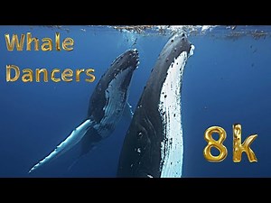 Humpback Whales in 8k - Very close encounters with two humpback whales in Tahiti