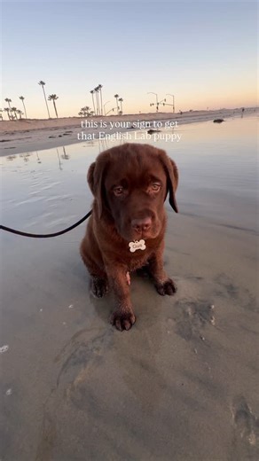 Gus Gus the Lab | no questions asked #puppiesofinsta #englishlab #chocolatelab #newpuppy #puppylove #dogsofinstagram | Instagram