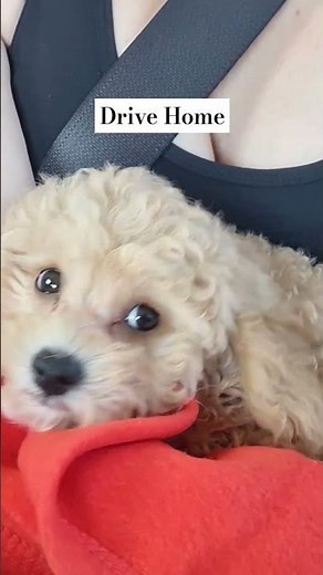 Picking up our Bichon Frise x Toy Poodle from the airport.First Day with new puppy. #puppy #cute