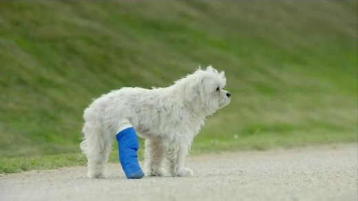 Amazon Prime TV Spot, 'Dog in Cast'