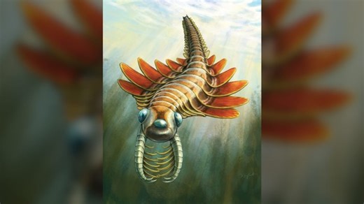 A three-eyed predator “sea moth” that lived 506 million years ago has been discovered in Canada by paleontologists. | USA TODAY