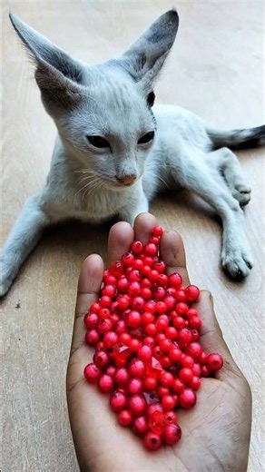 Cat Beads 😻 Deeply Satisfying ASMR Therapy#shorts #cat #asmr #beads #satisfyingvideo